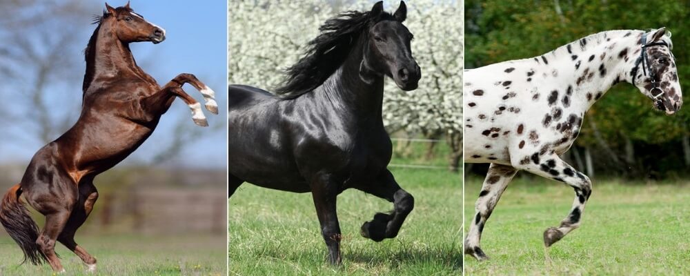Top 6 Breeds of Sport Horses in the World