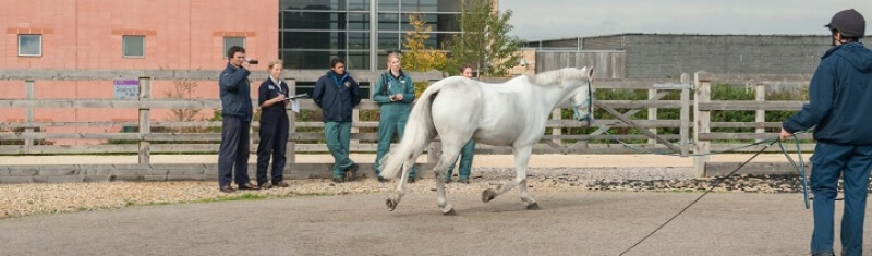 e movement of the horse is examined in veterinary check