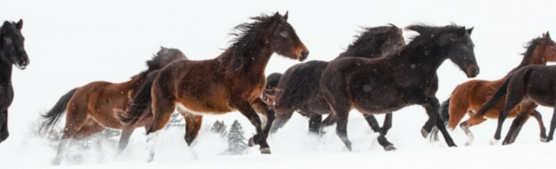 Horses can’t stand cold water