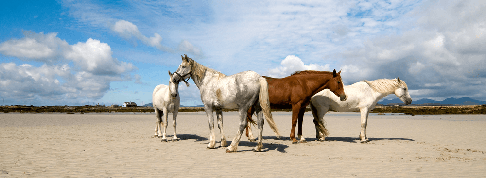 The Innate Features of the Irish Draught