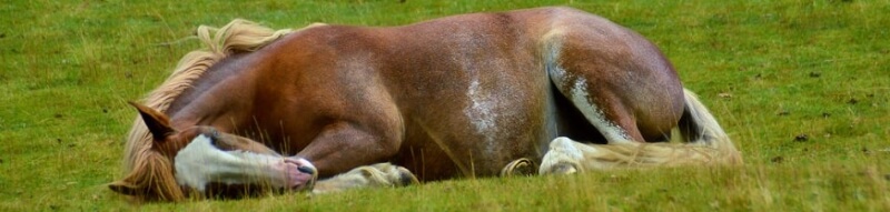 Horses are given a rest after the heavy workout in veterinary examination