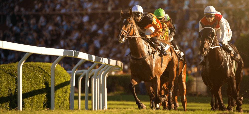 Irish Draught Horse in Equestrian sports