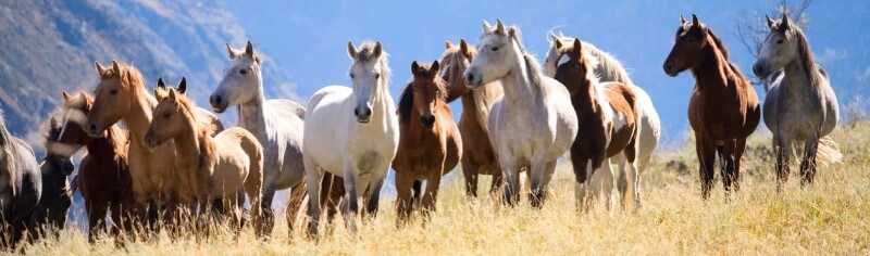 Horses Communicate with Each Other Only Using Neighs