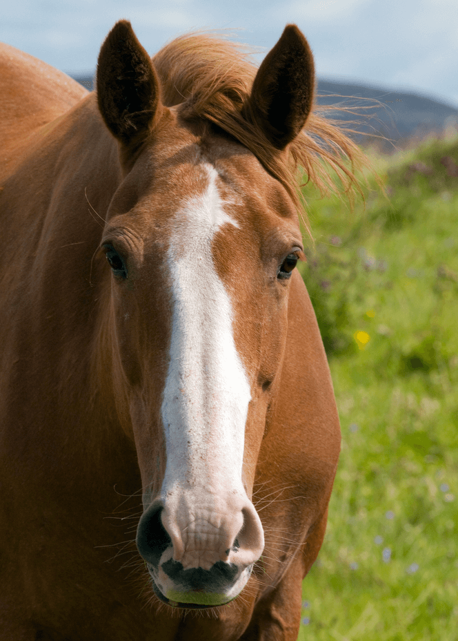 Pre-Purchase Veterinary inspection before buying a horse