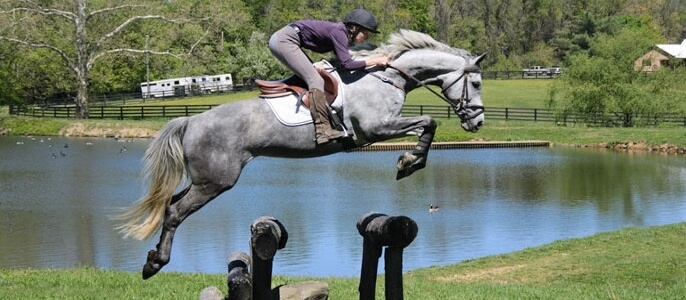 The Irish Sport Horse