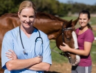 Horse veterinary inspection